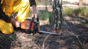 Best Leaf Removal  in Parkland, WA