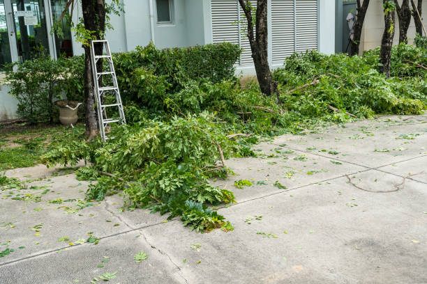 Best Tree Disease Treatment  in Parkland, WA